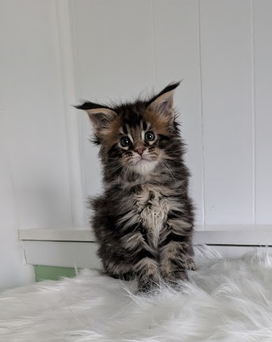 Winchester Monterini - Кошеня мейн-кун 1 місяць 2 тижні