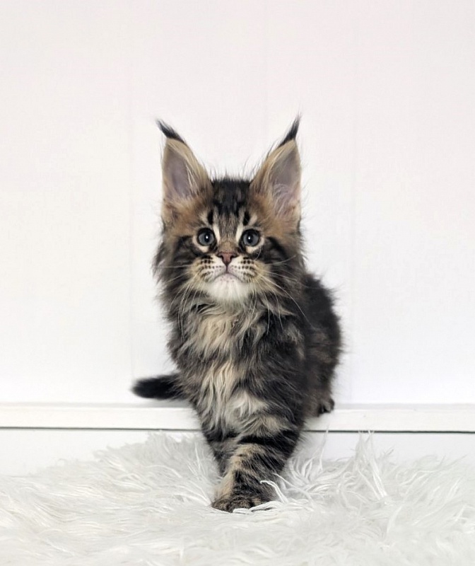 Winchester Monterini - Кошеня мейн-кун 2 місяця