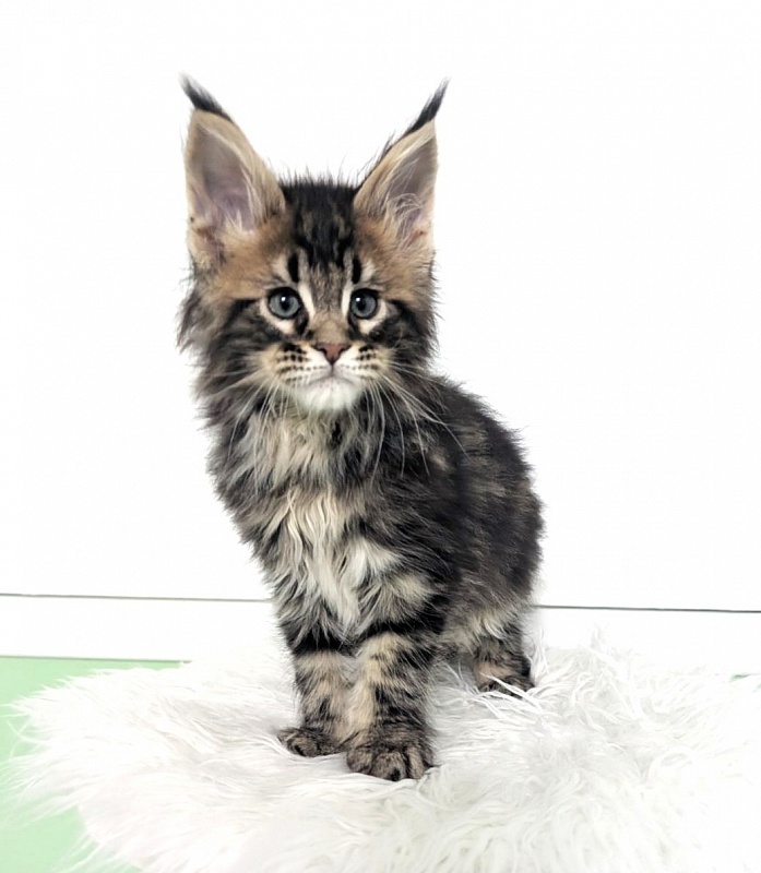 Winchester Monterini - Кошеня мейн-кун 2 місяця