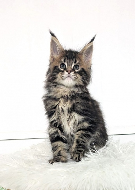 Winchester Monterini - Кошеня мейн-кун 2 місяця