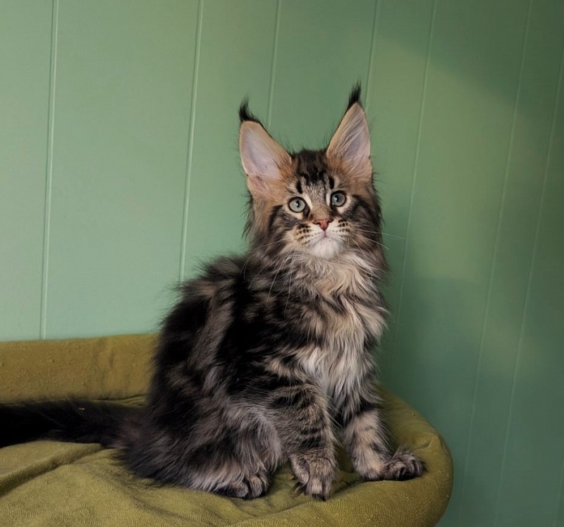 Winchester Monterini - Кошеня мейн-кун 2 місяця 3,5 тижні