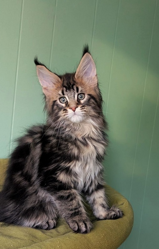 Winchester Monterini - Кошеня мейн-кун 2 місяця 3,5 тижні