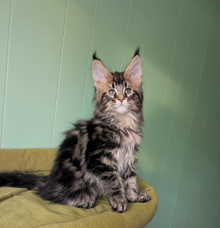 Winchester Monterini - Кошеня мейн-кун 2 місяця 3,5 тижні