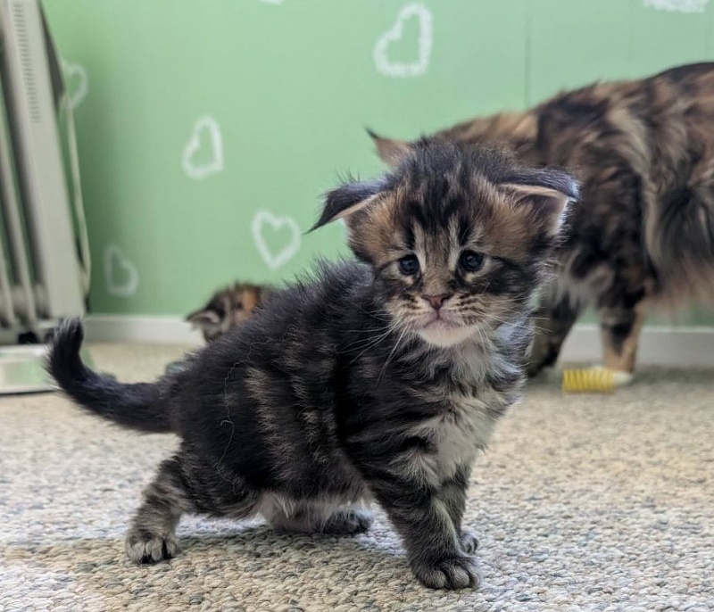 Winchester Monterini - Кошеня мейн-кун 3 тижні