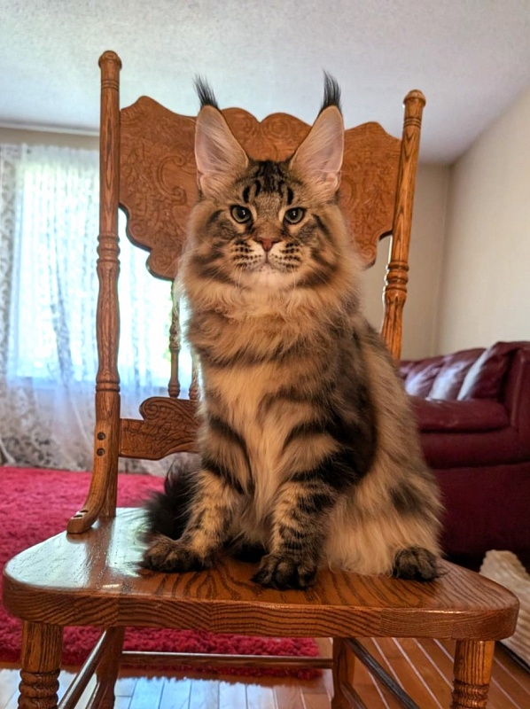 Winchester Monterini - Кошеня мейн-кун 6 місяців