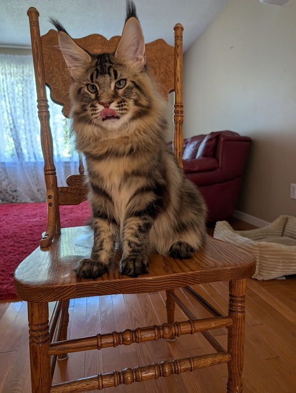 Winchester Monterini - Кошеня мейн-кун 6 місяців