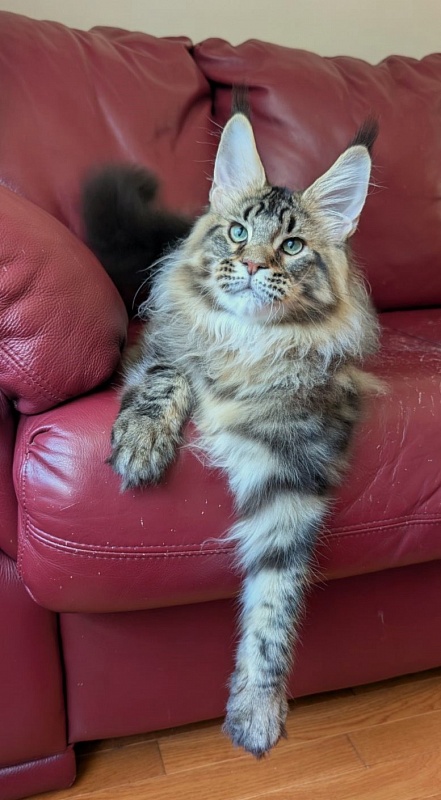 Winchester Monterini - Кошеня мейн-кун 6 місяців