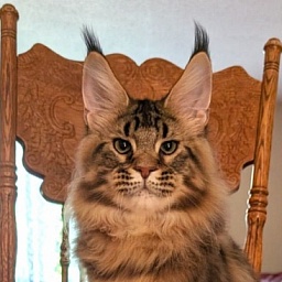 Winchester Monterini