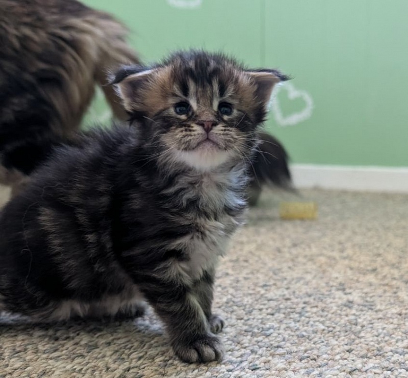 Winchester Monterini - Кошеня мейн-кун 3 тижні