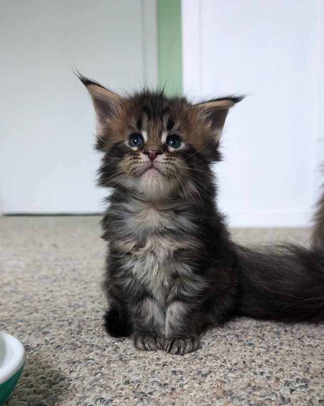 Winchester Monterini - Кошеня мейн-кун 1 місяць