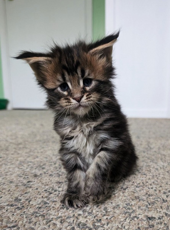 Winchester Monterini - Кошеня мейн-кун 1 місяць