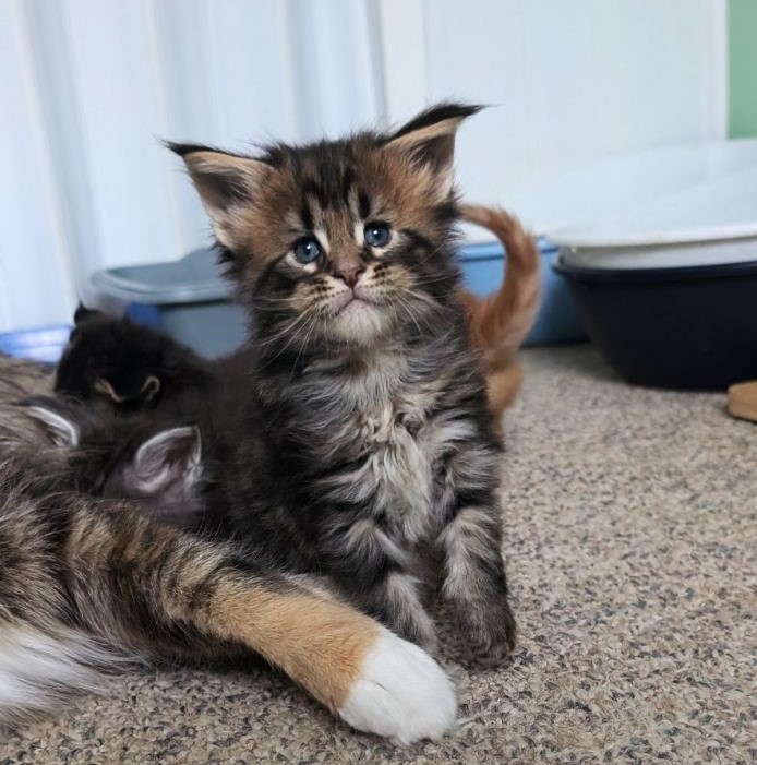 Winchester Monterini - Кошеня мейн-кун 1 місяць