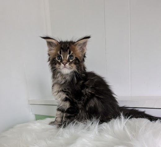 Winchester Monterini - Кошеня мейн-кун 1 місяць 2 тижні