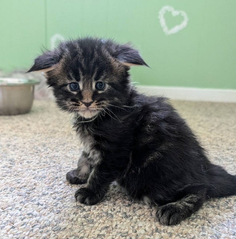 Wolf Monterini - Кошеня мейн-кун 3 тижні