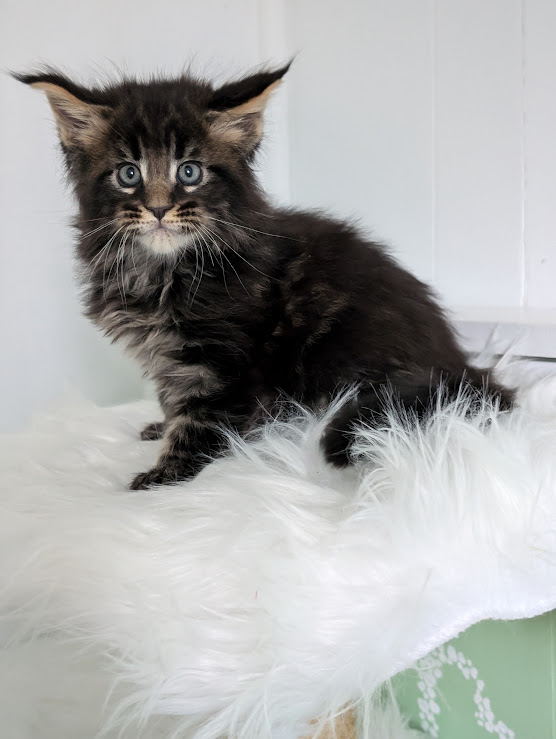 Wolf Monterini - Кошеня мейн-кун 1 місяць 2 тижні