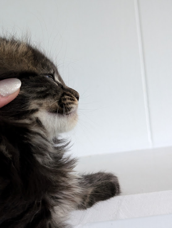 Wolf Monterini - Кошеня мейн-кун 1 місяць 2 тижні