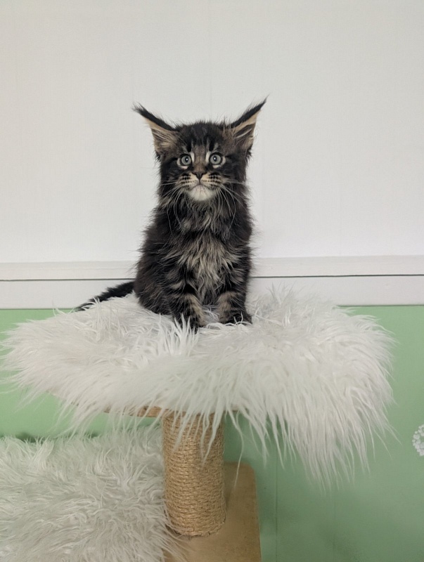 Wolf Monterini - Кошеня мейн-кун 2 місяця