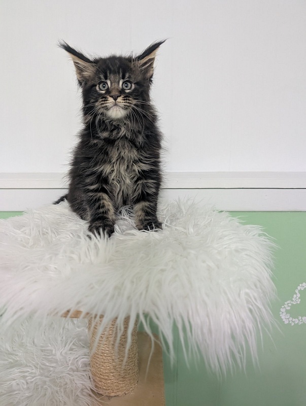 Wolf Monterini - Кошеня мейн-кун 2 місяця