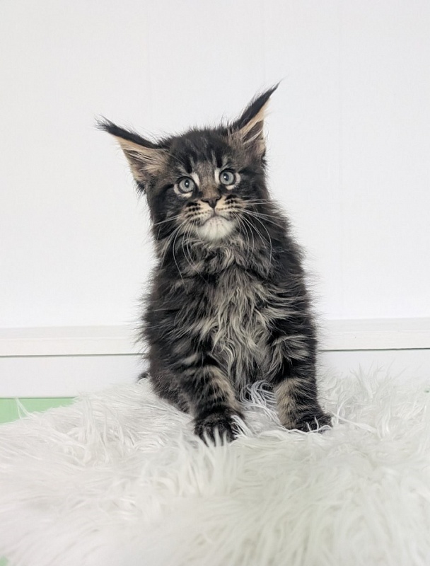 Wolf Monterini - Кошеня мейн-кун 2 місяця