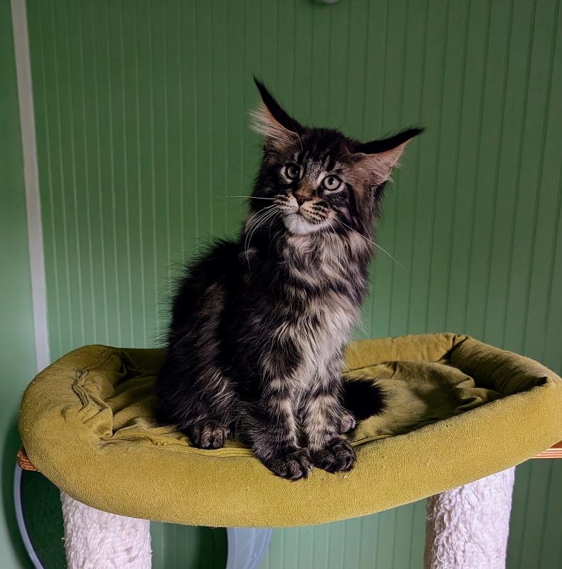 Wolf Monterini - Кошеня мейн-кун 2 місяця 3,5 тижні