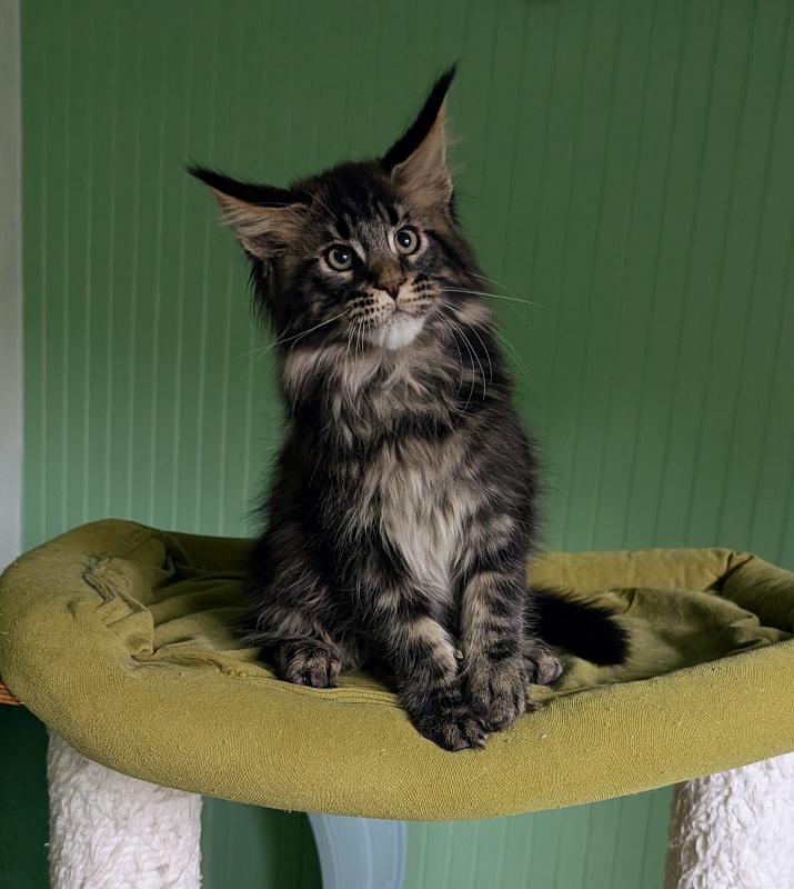 Wolf Monterini - Кошеня мейн-кун 2 місяця 3,5 тижні