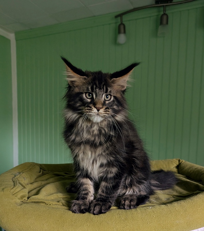 Wolf Monterini - Кошеня мейн-кун 2 місяця 3,5 тижні