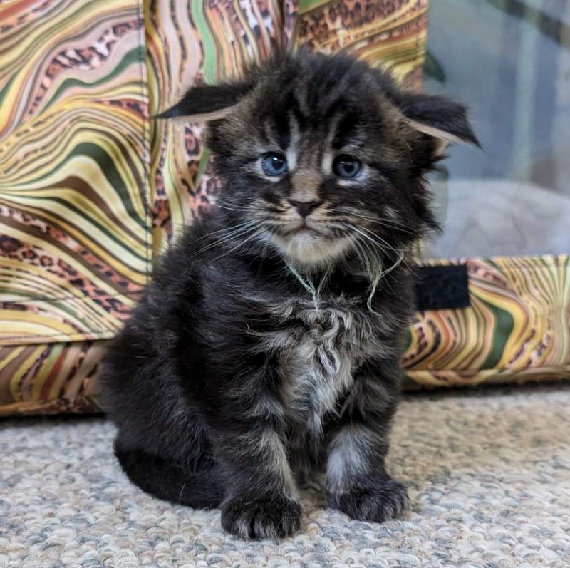 Wolf Monterini - Кошеня мейн-кун 3 тижні