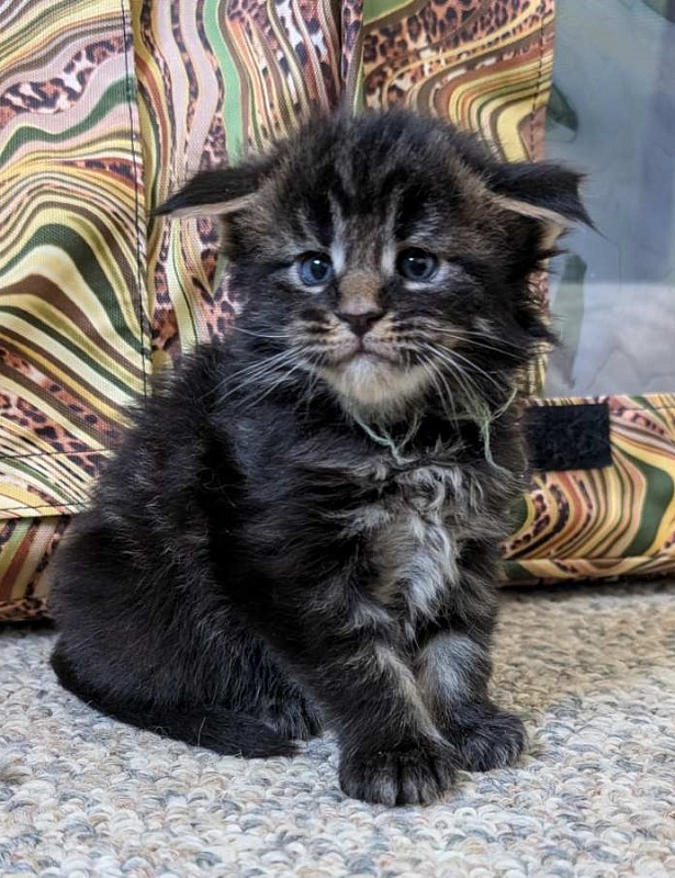 Wolf Monterini - Кошеня мейн-кун 3 тижні