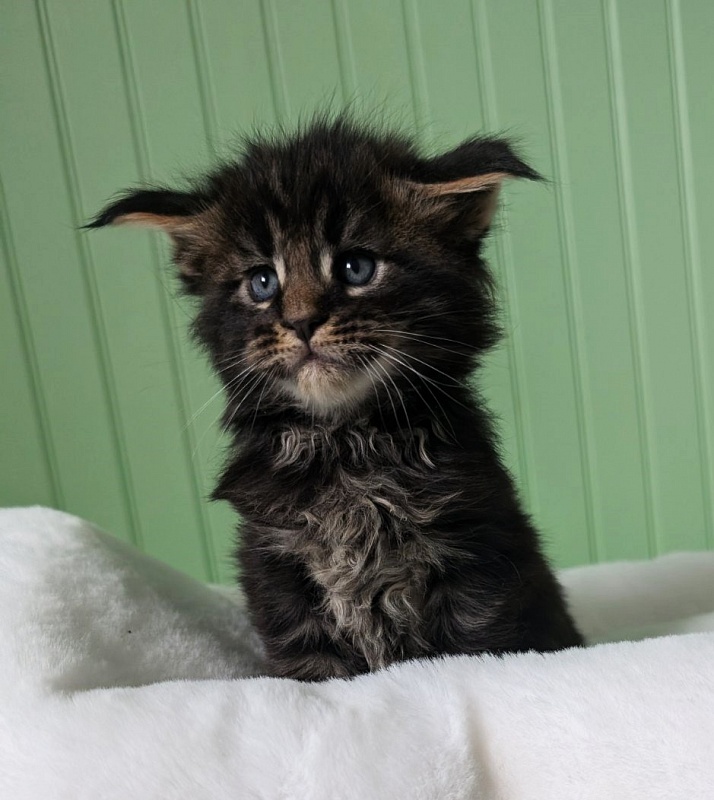 Wolf Monterini - Кошеня мейн-кун 1 місяць