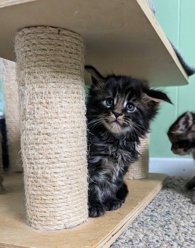 Wolf Monterini - Кошеня мейн-кун 1 місяць