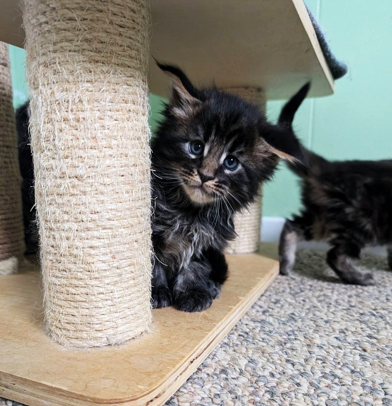 Wolf Monterini - Кошеня мейн-кун 1 місяць