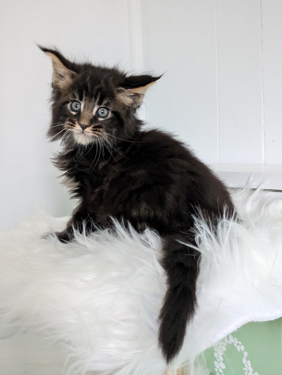 Wolf Monterini - Кошеня мейн-кун 1 місяць 2 тижні