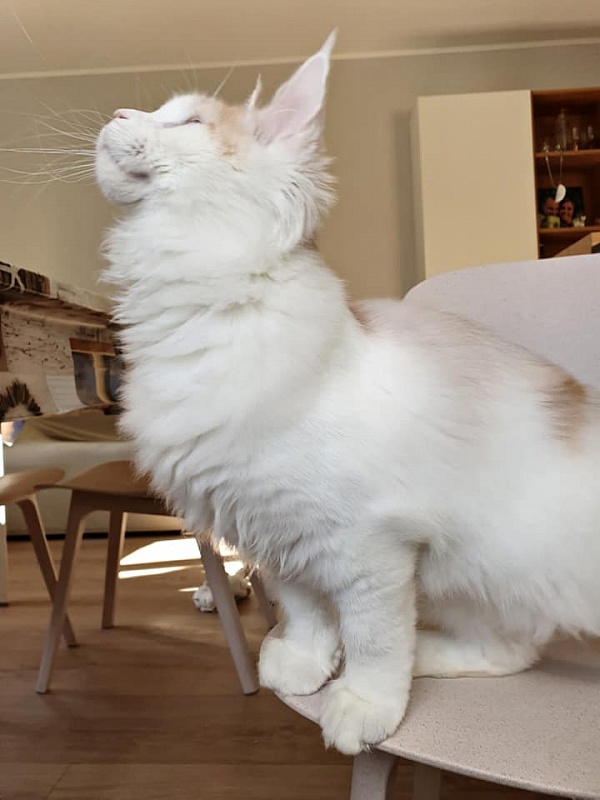 Zodiac Britling - мейн-кун