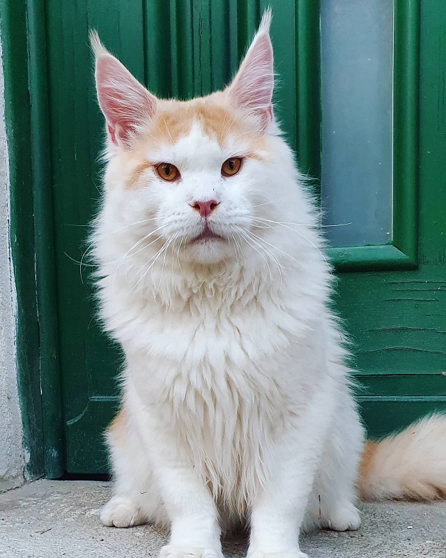 Zodiac Britling - мейн-кун