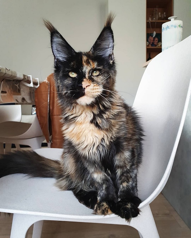 Captain Coon's Karoline - maine-coon