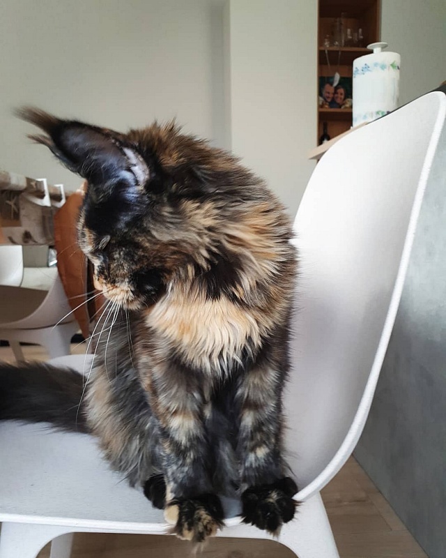 Captain Coon's Karoline - maine-coon