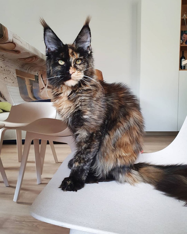 Captain Coon's Karoline - maine-coon