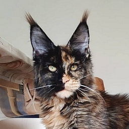 Captain Coon's Karoline