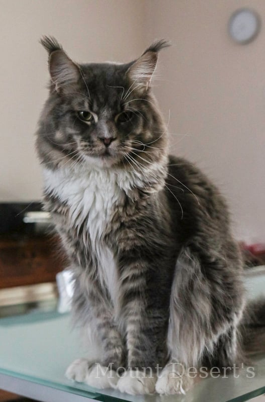 Starbushway Big Mumbai - мейн-кун