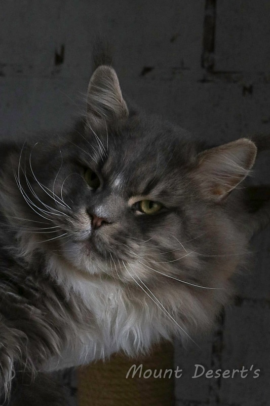 Starbushway Big Mumbai - мейн-кун