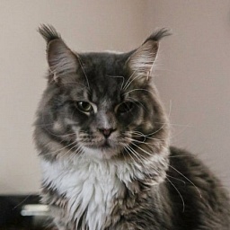 Starbushway Big Mumbai