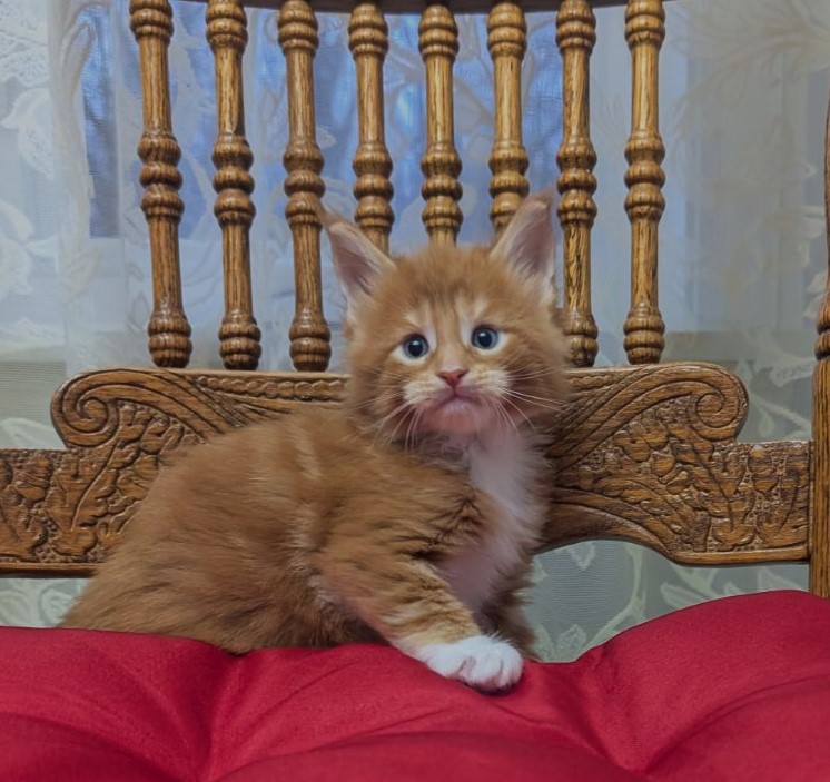 X-Cellent Monterini - Кошеня мейн-кун 1 місяць