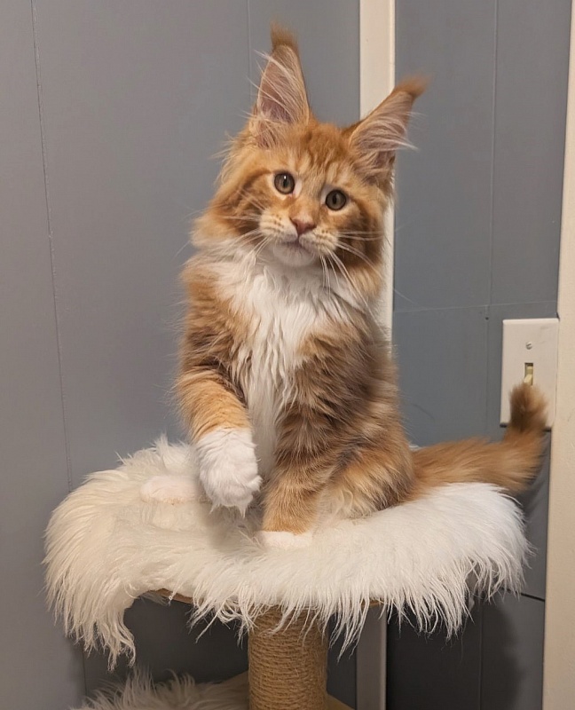 X-Cellent Monterini - Кошеня мейн-кун 2 місяця 3,5 тижні