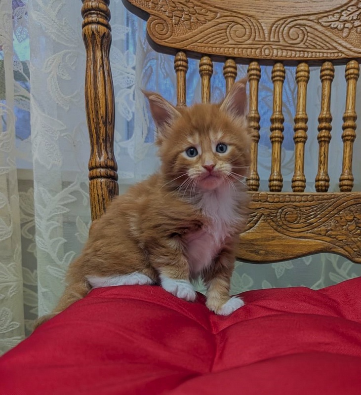 X-Cellent Monterini - Кошеня мейн-кун 1 місяць