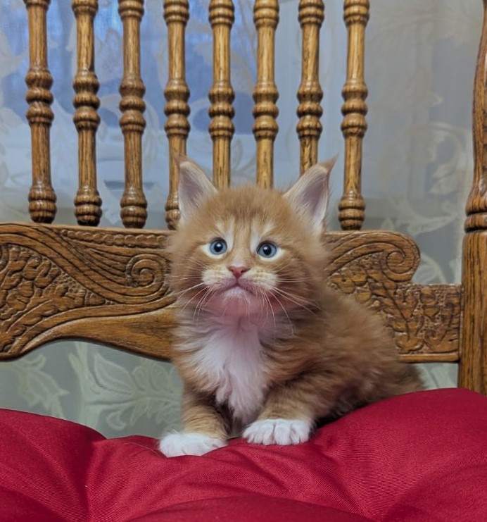 X-Cellent Monterini - Кошеня мейн-кун 1 місяць