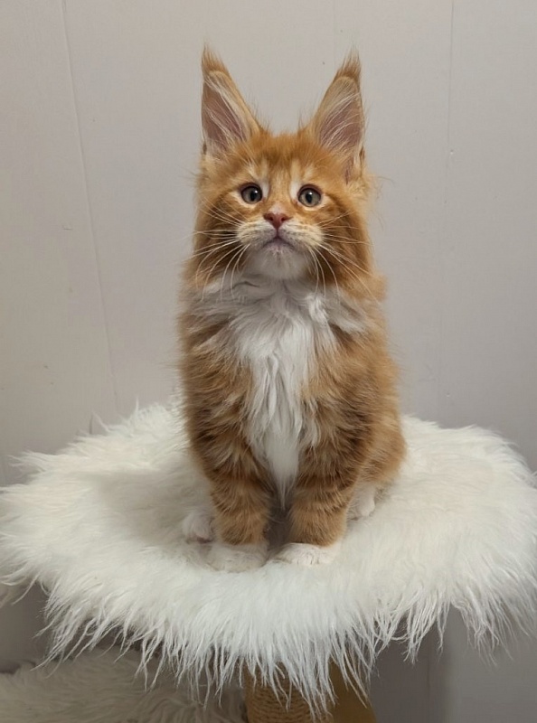 X-Cellent Monterini - Кошеня мейн-кун 2 місяця