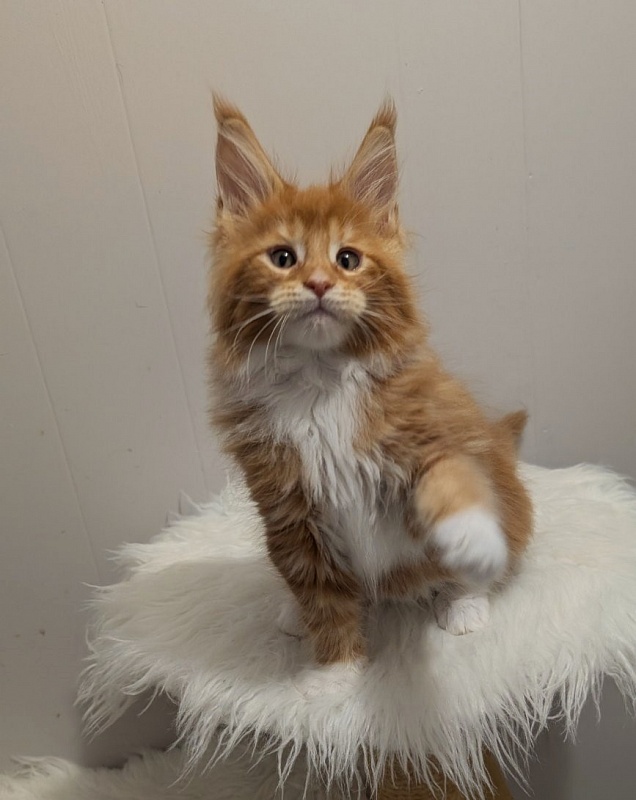 X-Cellent Monterini - Кошеня мейн-кун 2 місяця