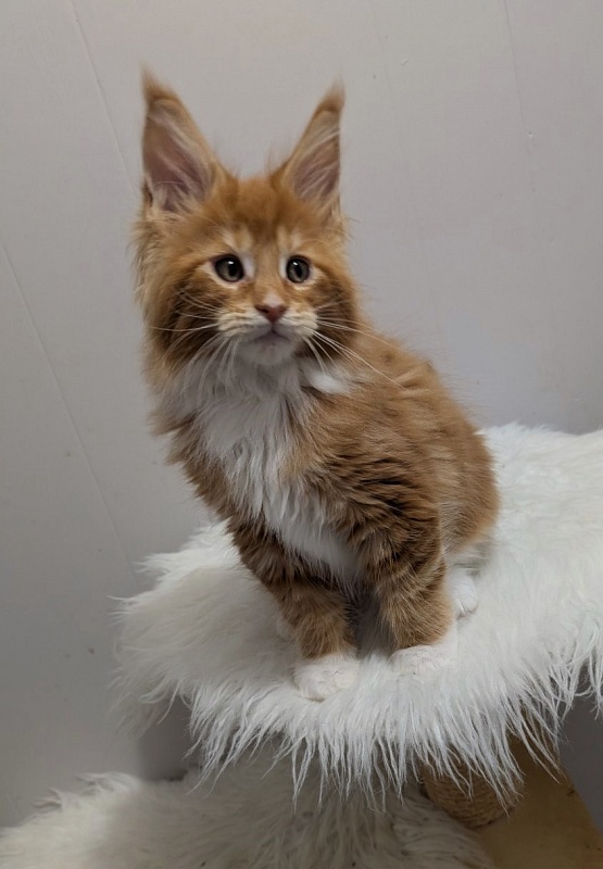 X-Cellent Monterini - Кошеня мейн-кун 2 місяця