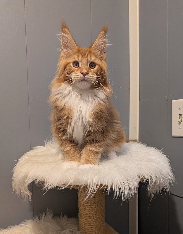 X-Cellent Monterini - Кошеня мейн-кун 2 місяця 3,5 тижні