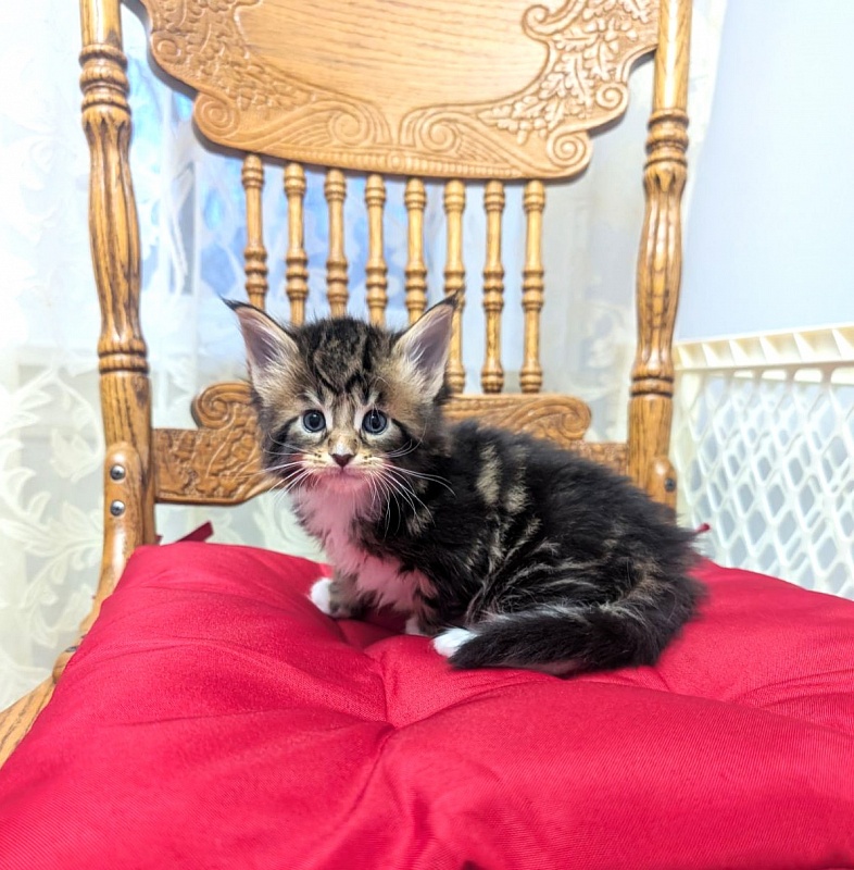 Xtream Monterini - Kitten maine-coon 1 month